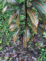 Codiaeum variegatum
