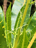 Codiaeum variegatum