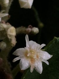 Commersonia bartramia