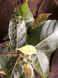Commersonia bartramia