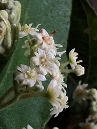 Commersonia bartramia