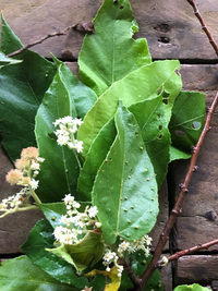 Commersonia bartramia