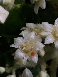 Commersonia bartramia