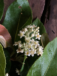 Commersonia bartramia