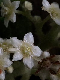 Commersonia bartramia