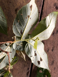 Commersonia bartramia
