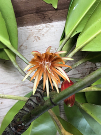 Bruguiera gymnorhiza