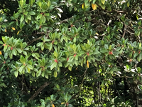 Bruguiera gymnorhiza