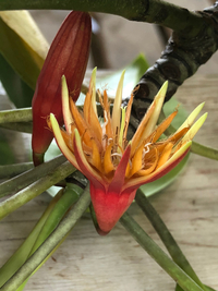 Bruguiera gymnorhiza