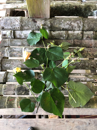 Hibiscus tiliaceus