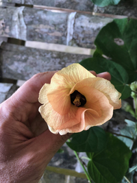 Hibiscus tiliaceus