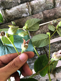 Hibiscus tiliaceus