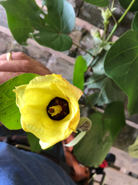 Hibiscus tiliaceus