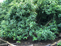 Hibiscus tiliaceus