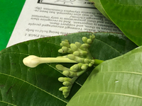 Guettarda speciosa