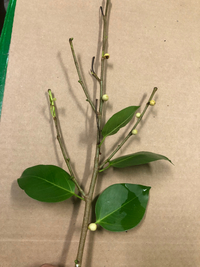 Ficus microcarpa