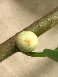 Ficus microcarpa