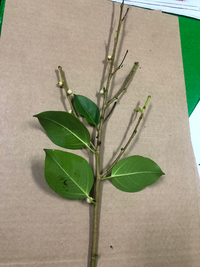 Ficus microcarpa