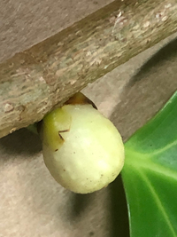 Ficus microcarpa