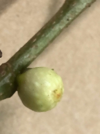Ficus microcarpa