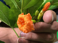 Cordia subcordata
