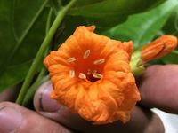 Cordia subcordata