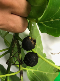 Cordia subcordata