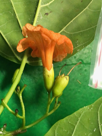 Cordia subcordata