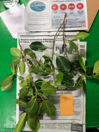Ficus microcarpa
