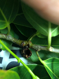 Ficus microcarpa