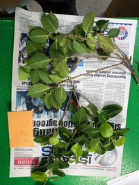Ficus microcarpa