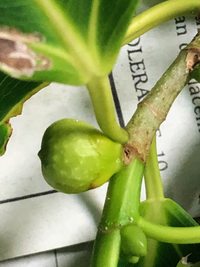 Ficus microcarpa