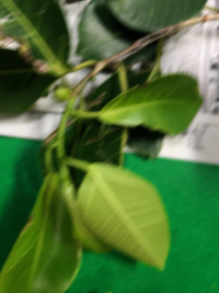 Ficus microcarpa