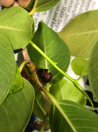 Ficus microcarpa