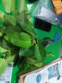 Ficus microcarpa