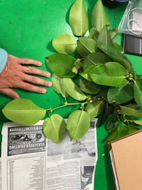 Ficus microcarpa
