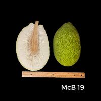 Artocarpus altilis x mariannensis 'Yap'