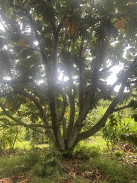 Artocarpus altilis x mariannensis 'Yap'