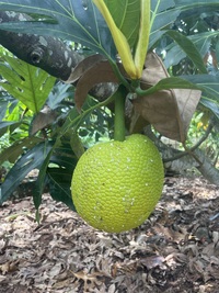 Artocarpus altilis x mariannensis 'Mei 2'
