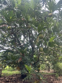 Artocarpus altilis x mariannensis 'Mei 2'