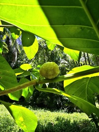 Morinda citrifolia