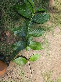 Morinda citrifolia