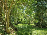 Morinda citrifolia