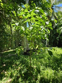 Morinda citrifolia
