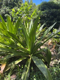Crinum asiaticum var. pedunculatum
