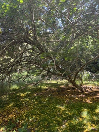 Bauhinia tomentosa