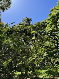 Bauhinia tomentosa