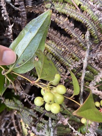 Smilax melastomifolia