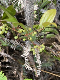 Smilax melastomifolia