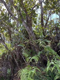 Smilax melastomifolia